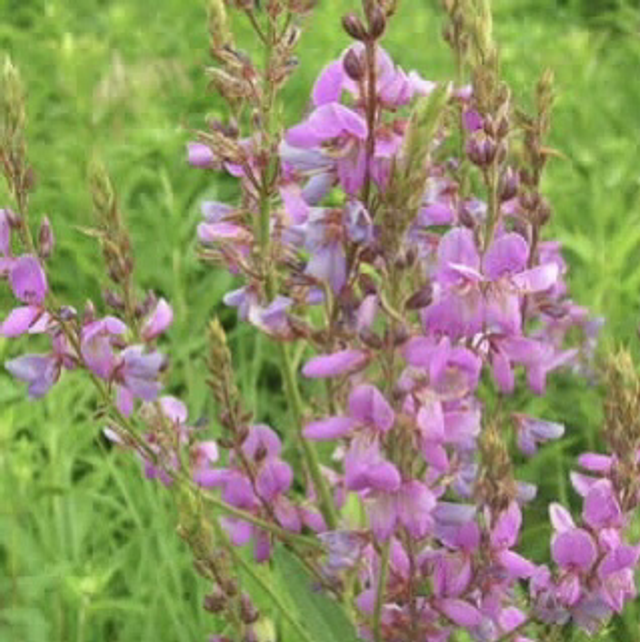 Desmodie du Canada Bio - Desmodium Canadense