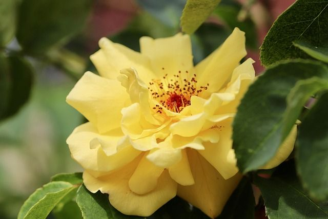 Rosier Décorosier Calizia