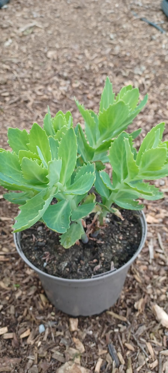 Sedum spectabile