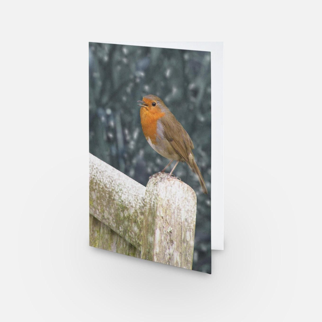 Winter Robin bird greeting card 