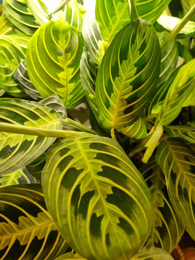 Maranta lemon lime in 12cm pot