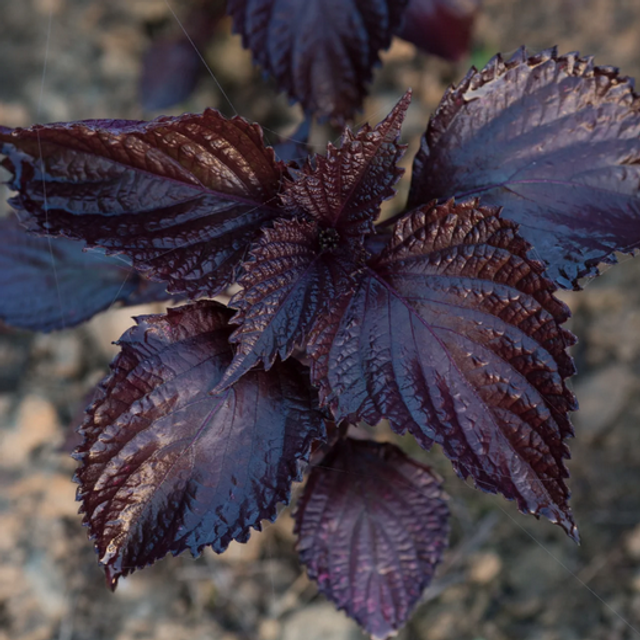 Shiso / Perilla pourpre
