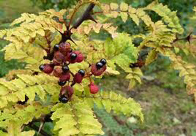 Poivrier du Sichuan AB - Zanthoxylum