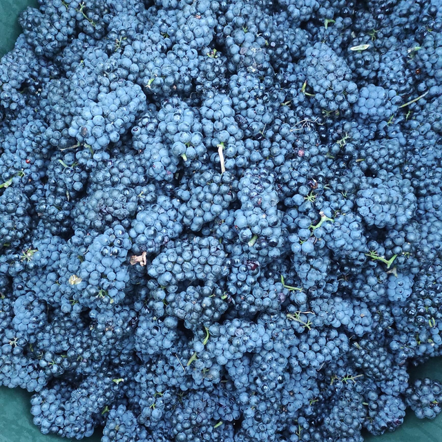 Święto młodego wina 2024