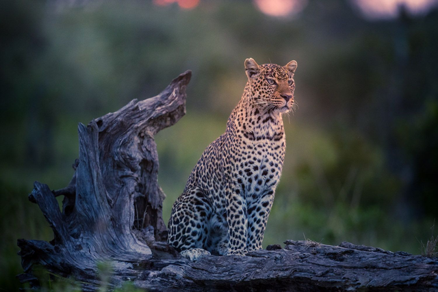 Tirage d'art : La Star su Mara