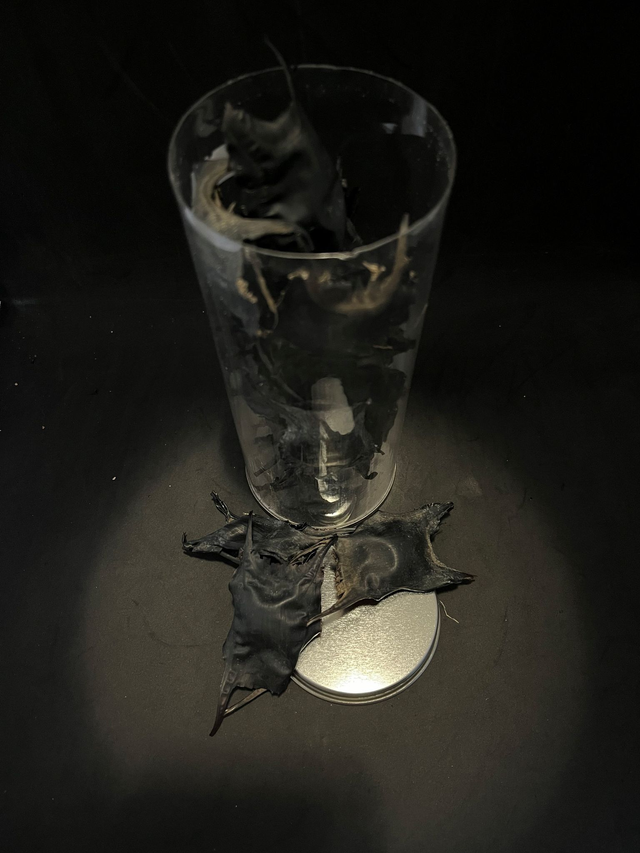 Capsule d’œuf de raie