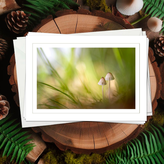 B100 - 4 Cartes doubles - Thème champignons - Port compris