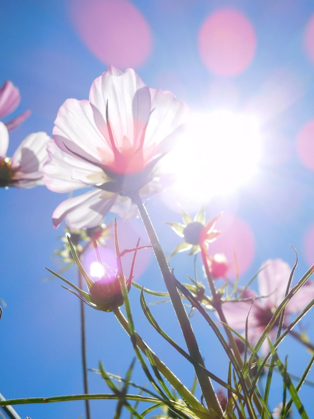 Bloemenservice - abonnement biologische bloemen