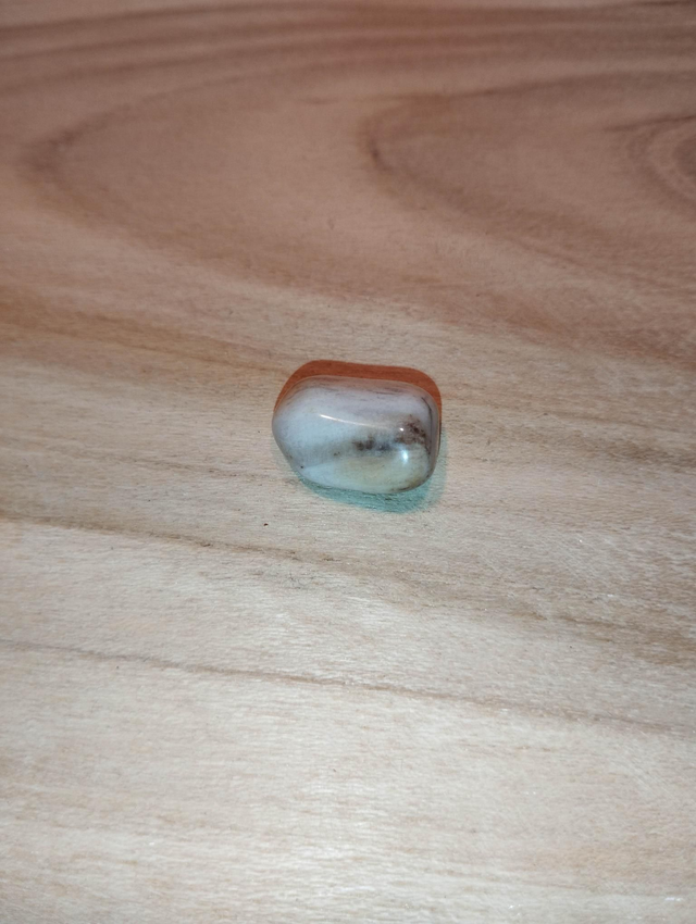 Bois fossile ou bois pétrifié 