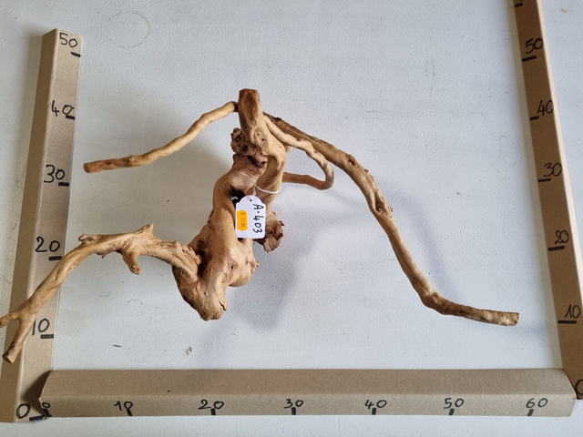 Racine araignée A-403