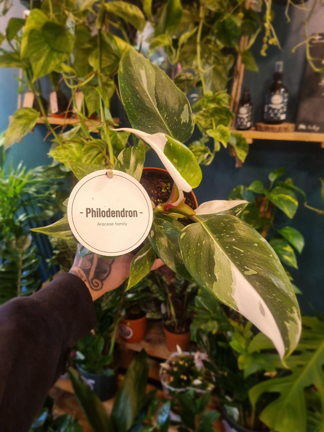 Philodendron mix