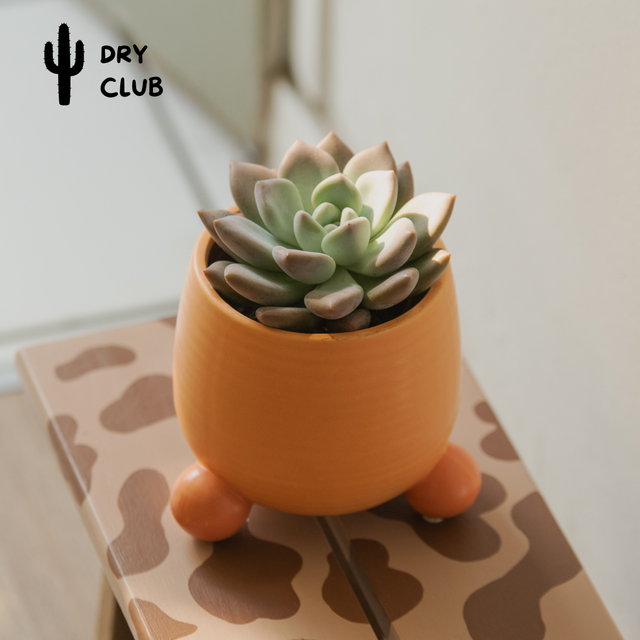 Graptoveria Opalina 🌿
