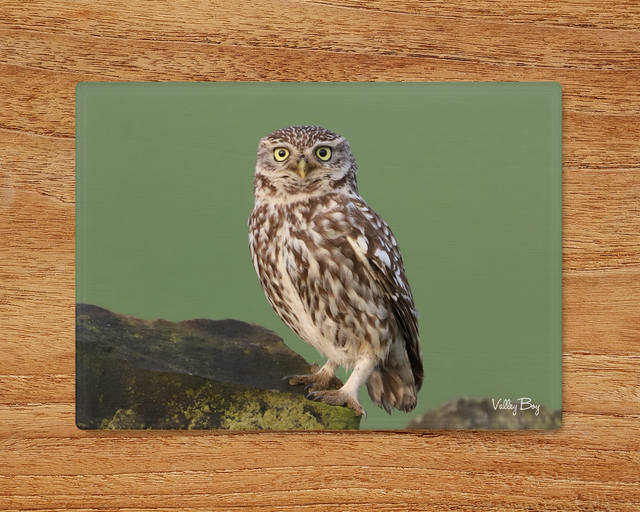 "Little Owl" Glass Worktop Saver  