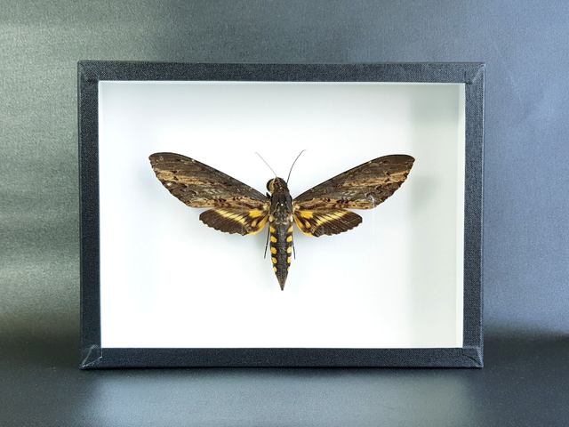 Neococytius cluentius