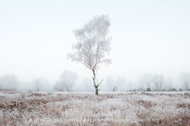 Hoar Frost Tree