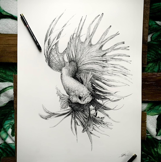 Fighter fish original 