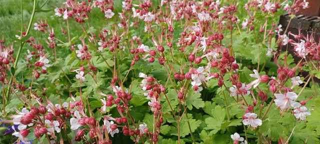 Geranium macrorrhizum