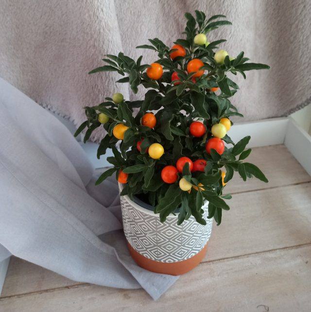 Petit pommier d'amour