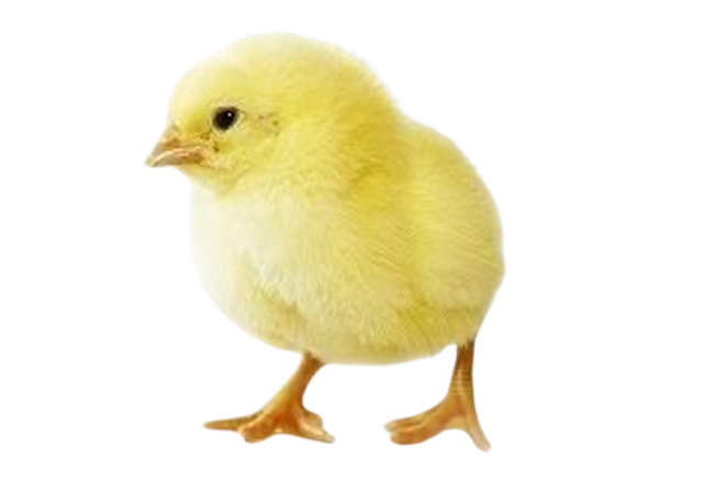 Poussins Congelés 1kg
