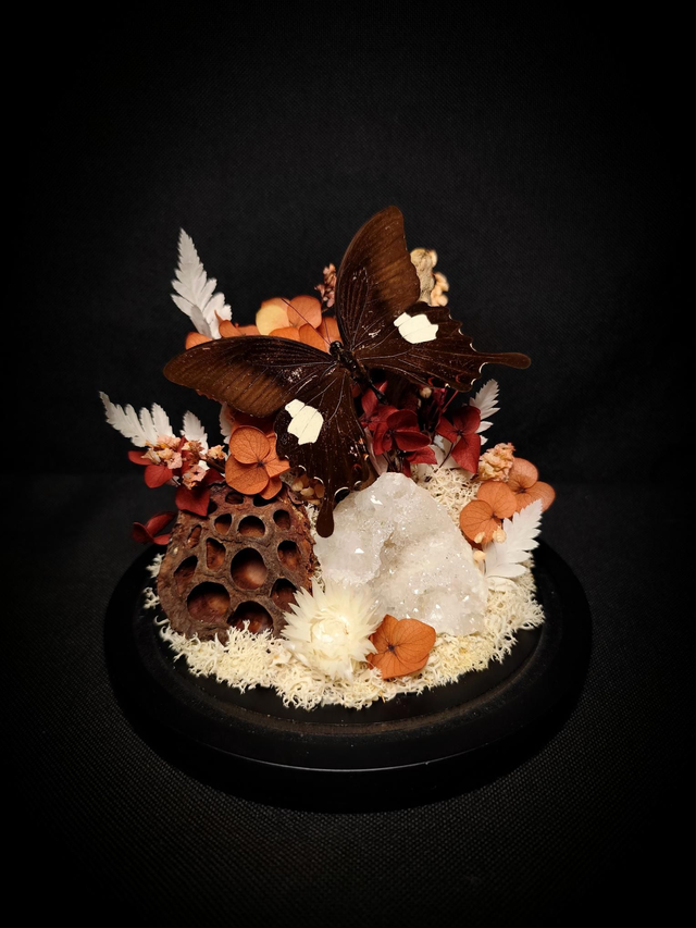 Diorama Papillon "Papilio Helenus" &amp; Quartz 