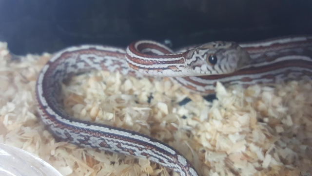 Corn snake juvinile 