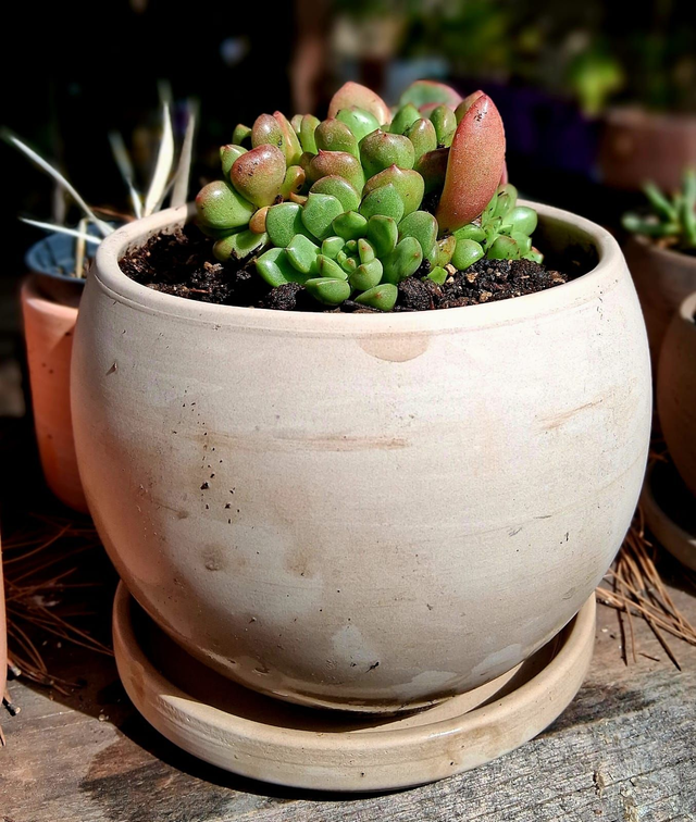 D106 . Graptoveria bashful in 'Luna Granit' di CorinoBruna