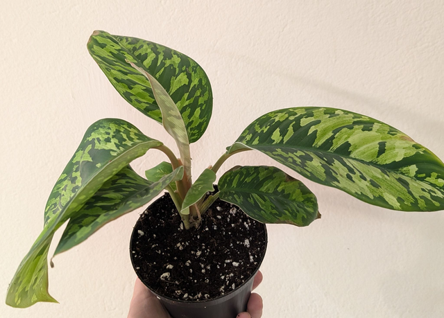 Homalomena Camouflage