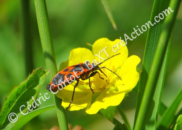 2 - Carte postale - Le petit monde du Vivant (Ref IMG_5741)