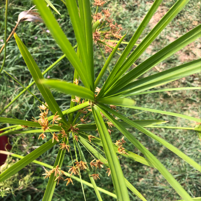 Papyrus Commun NT - Cyperus Alternifolius