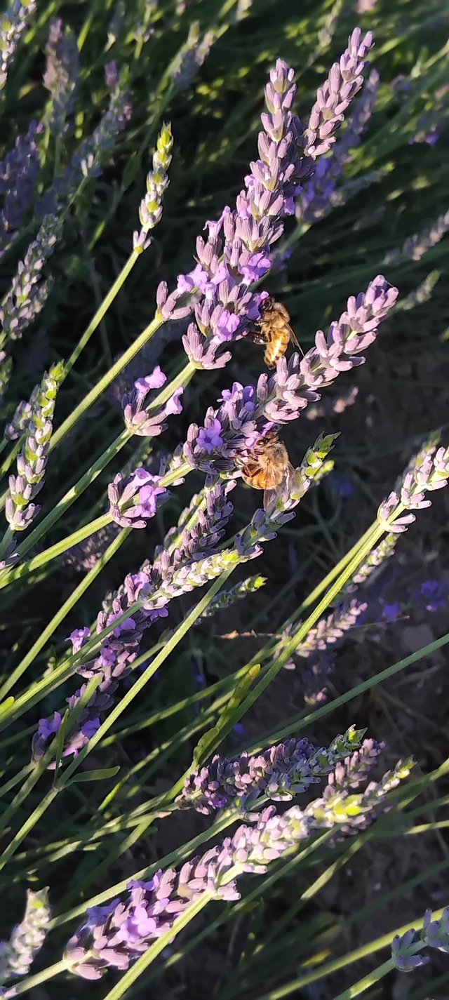 Huile essentielle de lavandin