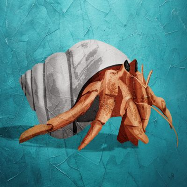 Carré B.-  Hôtel Coquillage