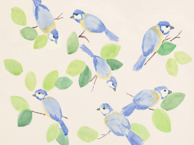 Blue Tit Birds Art Print