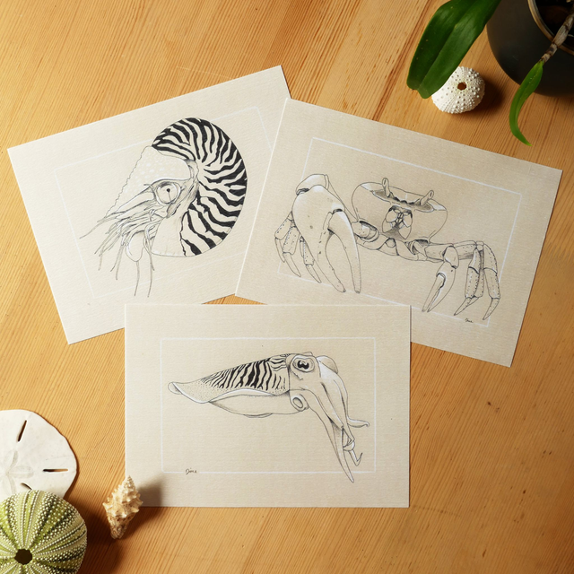 Bundle PRINT A5 – Les sous-marins