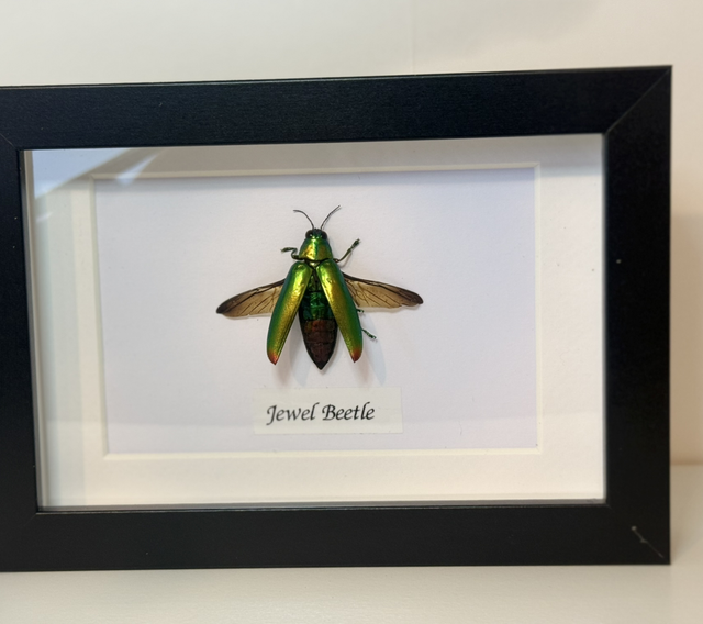 Jewel Beetle