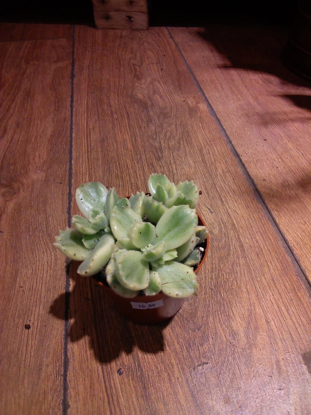 Panda paws (cotyledon)