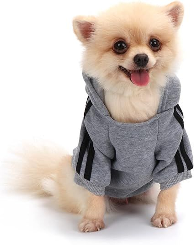 QiCheng &amp; LYS pull "sweet" chien gris TL