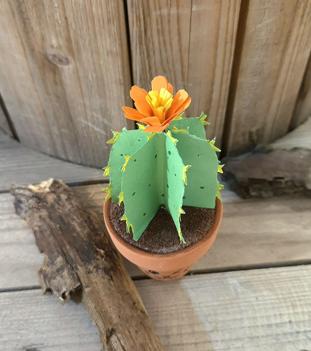 Baby plante "Chat"