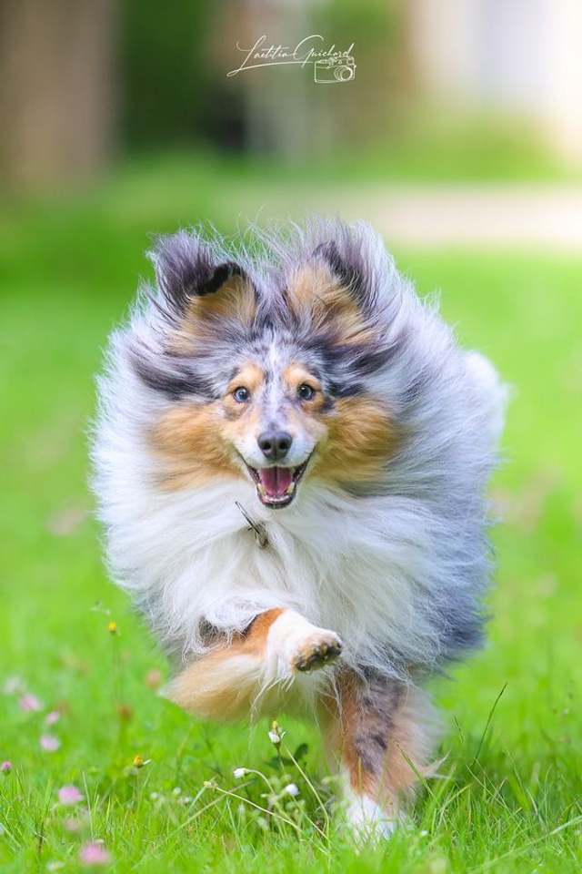 Bon cadeau 15 photos Séance Animal Seul