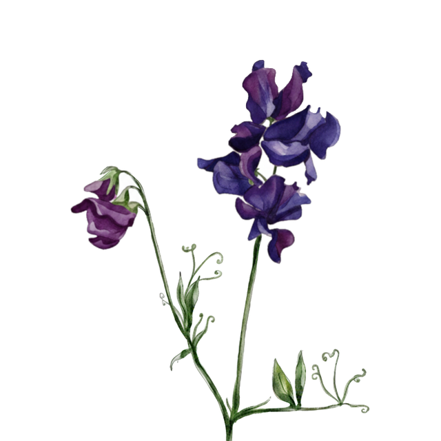 Sweet Pea 'Just Jenny'