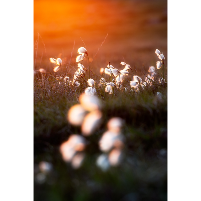 Bog Cotton