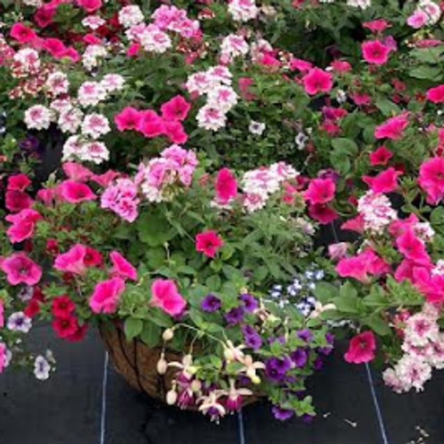 16" Metal Basket with Coco Liner: 16 plants (Ref: X)