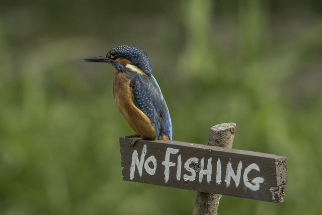 30 x 40 Kingfisher 3