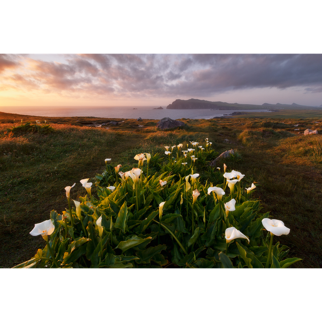 Clogher Head - Cloichear - Clogher
