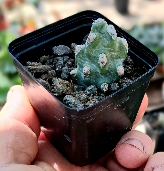 D57 . Tephrocactus molinensis