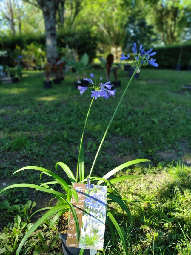 Agapanthe Africanus "pitchoune" blue - C2l
