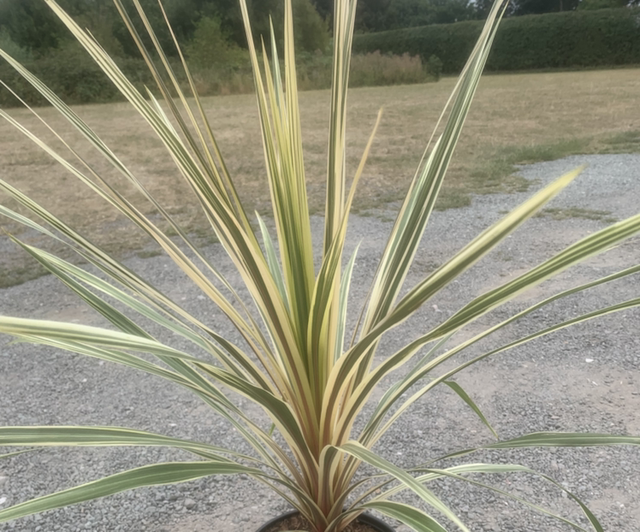Cordyline - Torbay Dazzler (store collection only at checkout)