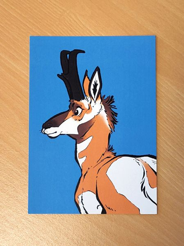 Postcard print Pronghorn