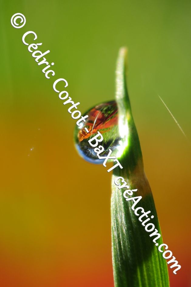 Impression sur alu dibond - Rosée et gouttes de pluie (ref 7912)