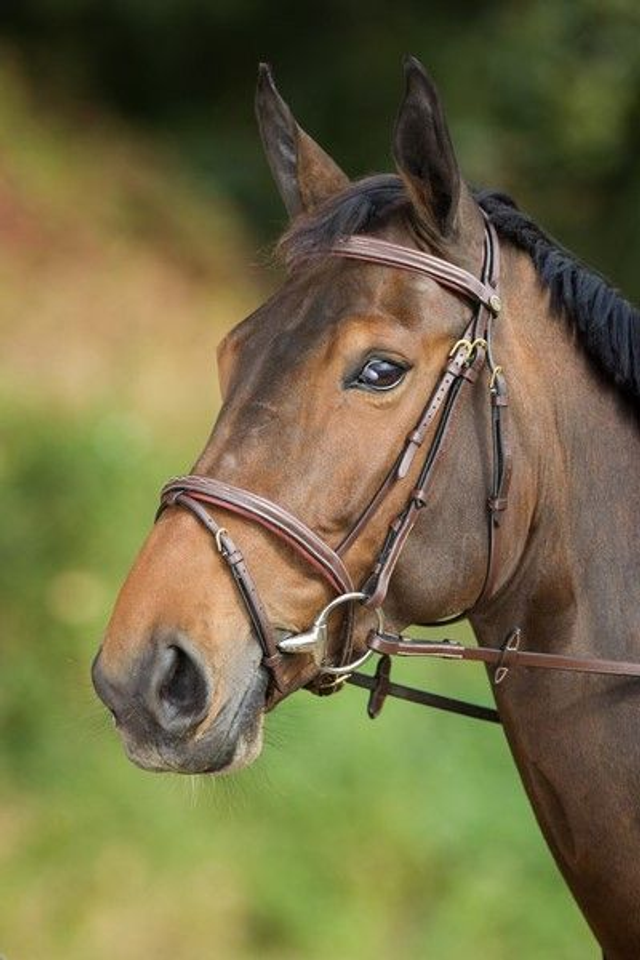 Bridon HFI Comfort muserolle combinée