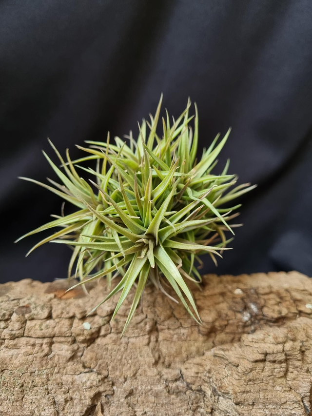 Tillandsia aeranthos nain bronze